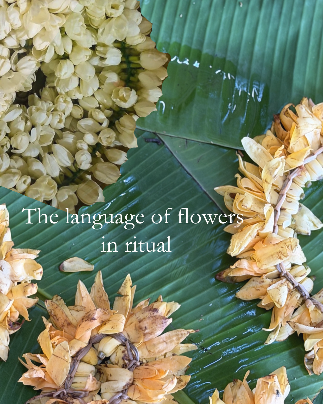 The Fragrant Rebels: Why Jasmine and Shenbagam Define the Tamil Soul